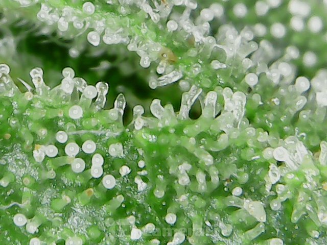 RBGWeed705's tweet photo. 2023 outdoors https://t.co/FWR5rNuJT0