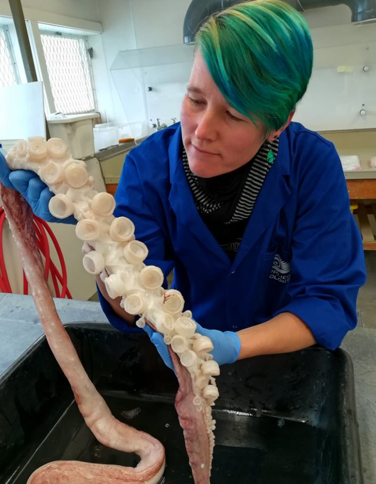 Get SQUIDcited 🦑 Dr. Kat Bolstad, a deep-sea squid expert from @ALCESonline at @AUTuni, is joining us soon at the WA Museum Collections & Research facility to identify the diverse deep-sea squids collected during the @CSIRO 2022 RV Investigator expedition. Stay tuned!