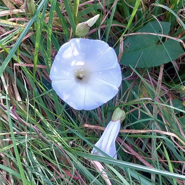 🐦 
#White #WhiteFlower #Beautiful #Bindweed #Flowers #Flower #WhiteFlowers #Plants #Nature #Wildlife #Autumn #AutumnFlowers #Garden #GardenersWorld #Gardens #Gardening #GardenFlowers #Woods #Woodlands #Cemetery #LittleThingsMatter