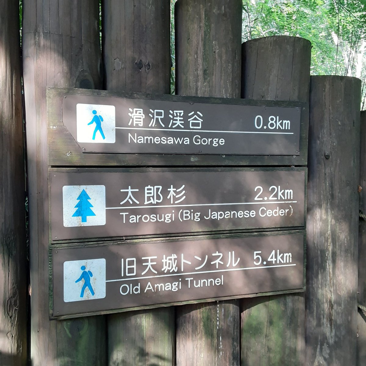 WiigrowOnline's tweet photo. 天城山縦走してきました。岩場のトラバースで足の指が攣りました。

 #登山女子 #山登り好き #山登り #ソ��登山好きな人と繋がりたい #登山キャンプ #ソロ登山女子 #私の山フォト #日本の絶景  #山頂からの #山に癒される #山の景色 https://t.co/IueZvGf8P5