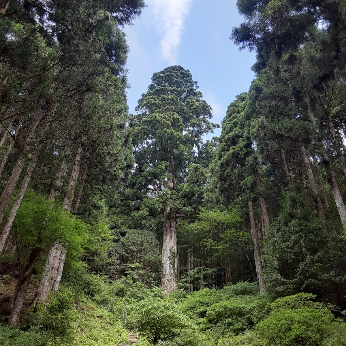 WiigrowOnline's tweet photo. 天城山縦走してきました。岩場のトラバースで足の指が攣りました。

 #登山女子 #山登り好き #山登り #ソ��登山好きな人と繋がりたい #登山キャンプ #ソロ登山女子 #私の山フォト #日本の絶景  #山頂からの #山に癒される #山の景色 https://t.co/IueZvGf8P5