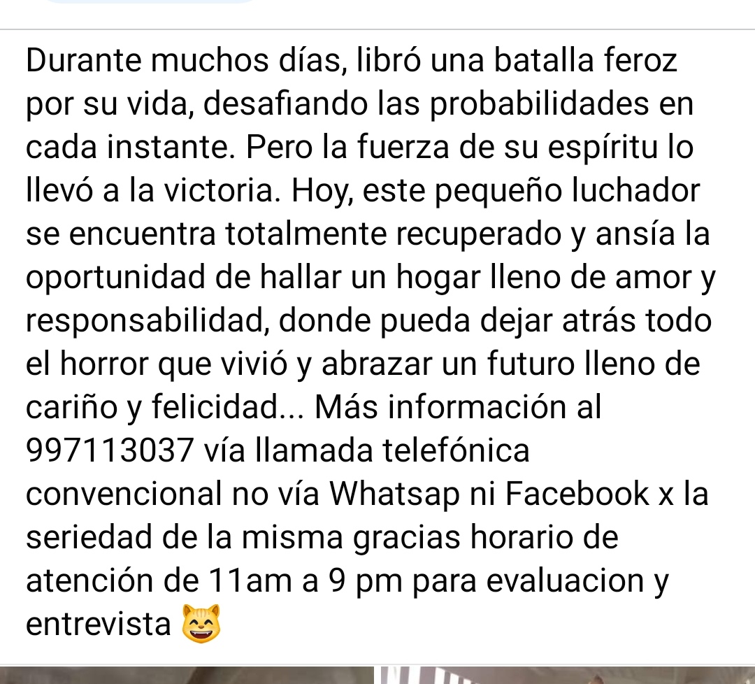 Hércules bebe de 3 meses en adopción, su historia en fan Page Gatos Kennedy oficial más información al 997113037 😸