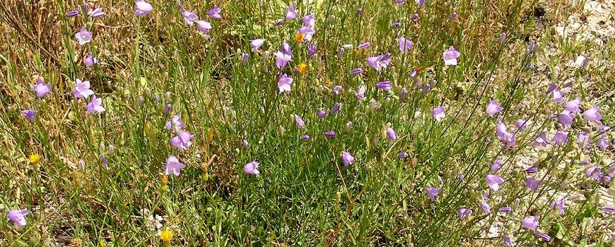 Inheemse planten: grasklokje dlvr.it/Sx85QC