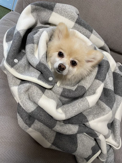 必要以上におくるみされてる箱入り娘ちゃん #ポメラニアン #保護犬