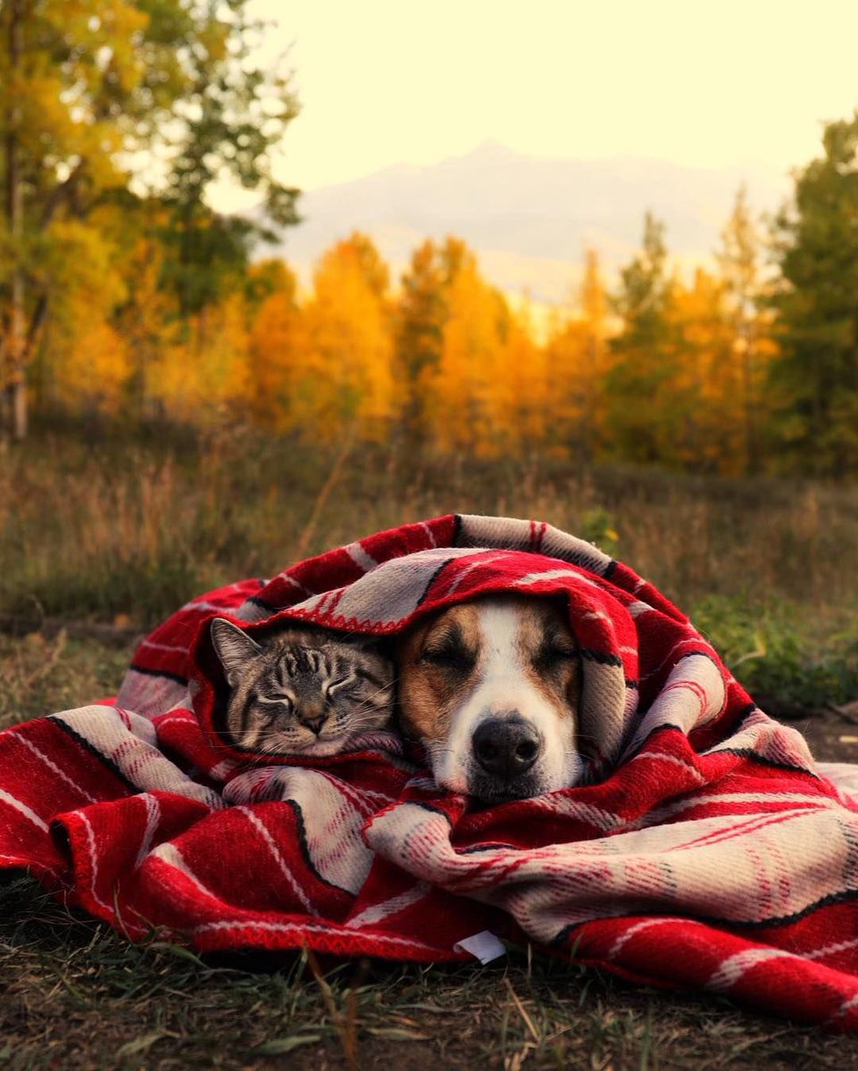 Good morning Twitter-Friends …🌹🍂☕️
Have a blessed and relaxing Sunday 🏠🌳🍂🍁🐶😻🧡

#SundayMorning 🌹 #CoffeeTime ☕️ #AutumnVibes 🍁 #Blessings 🧡 #AnimalLovers 🤎 #PeaceAndLove 🕊️