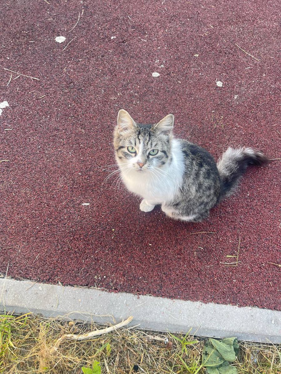 Москва, Котельники! очень нужен дом или хотя бы передержка брошенной кошечке 🙏она очень милая, добрая и доверчивая, а таким глупышам очень опасно на улице 😢
посмотрите, какая пупуня 🥺
