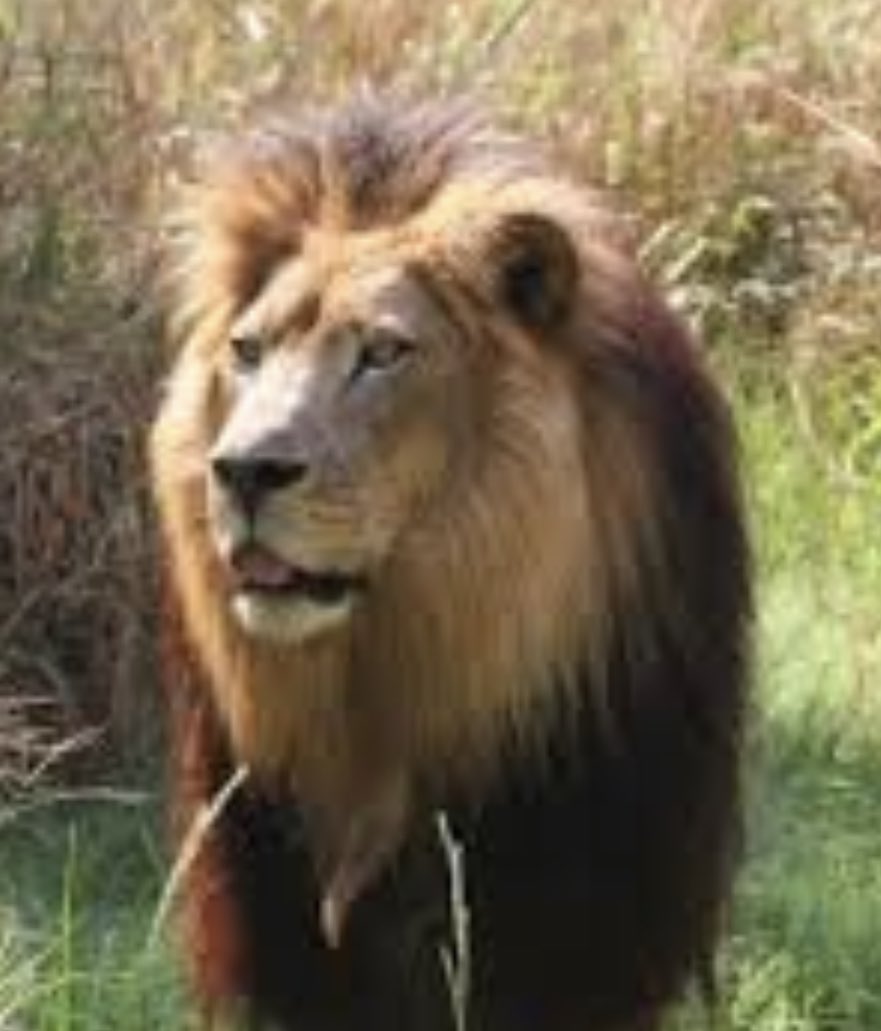 When in like a Lamb &amp; came out like a Lion!!!