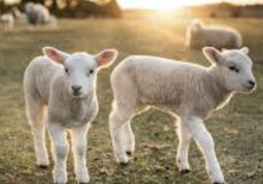 Masterleon86's tweet image. When in like a Lamb &amp;amp; came out like a Lion!!!