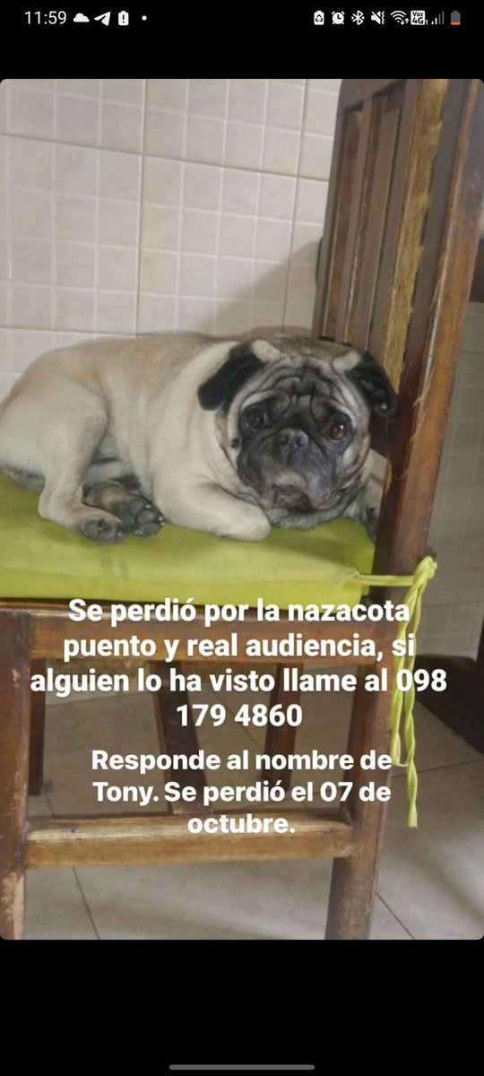 JiminVery_NoFun's tweet photo. Hola! El perrito de mi primo se perdió el 7 de octubre en la Real Audiencia de Quito. Para las personas que vivan cerca de la locación o sepan algo del perrito, comuníquense al número que está en la foto. Les agradezco mucho la ayuda #Quito #UIO #Perro #MascotaDesaparecida #AYUDA https://t.co/Kr1q1zr4tr