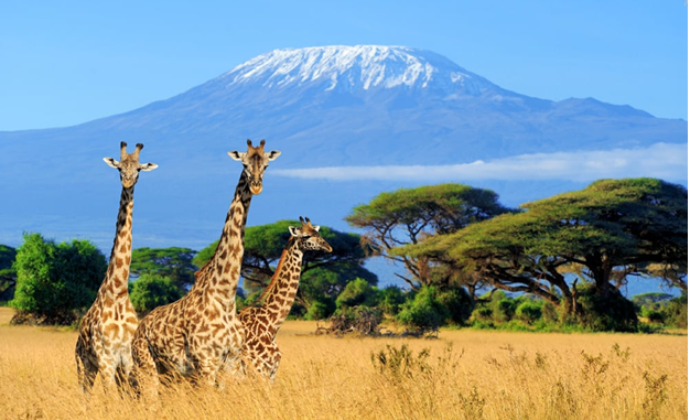 MySafaris's tweet photo. 8 DAYS 7 NIGHTS JAMBO KENYA BUSH SAFARI

For more details please click here >> https://t.co/JwZ1gxFMCM

#SAFARI #JAMBOKENYABUSHSAFARI #NationalPark  #mypriceafricaadventures https://t.co/5PReXkbRgh