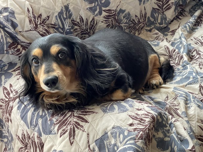 野生を忘れたイッヌも現れた
▶︎もふる
 もふる
 もふる 