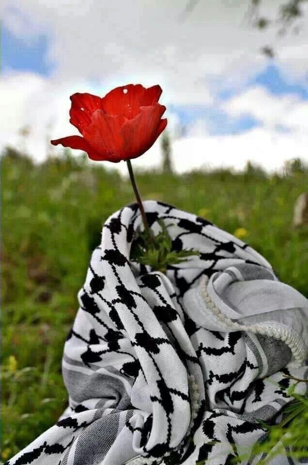 ‏حـــنـيــــــن♡ (@nanosym1983) on Twitter photo 