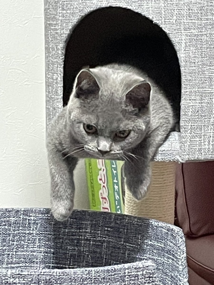 uchida_riesyon's tweet photo. キャットタワー買ったら入ってくれたけど‥なんとも言えない表情に癒される😀 https://t.co/guFKqFqcHo