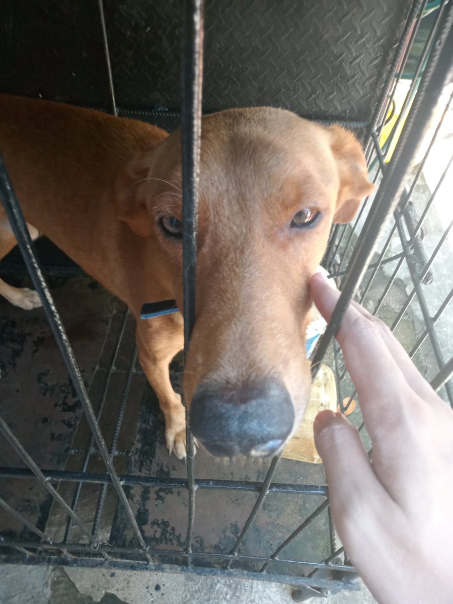 06Hannah's tweet image. I rarely go out but when I do it's just to talk to our dogs and appreciate the plants.. even a bit before going back to my lair.. 

#normalSUNDAY 
#GrennyColleagues