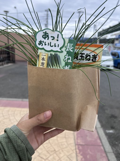 小雨だから畑へー🫶🏽 （水路がないので雨ついでに種まき） 長ねぎの苗Get、探してたのよねん。玉ねぎの種まきと春菊の種まきもしたった！ 本葉でてきた白菜たち。そして今日もいたのね🐸🐸🐸 https://t