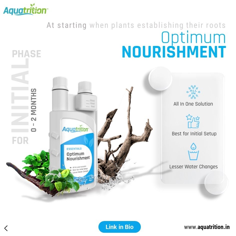 Aqua_trition's tweet photo. ๐ฑ Start strong with Aquatrition's Beginner's Kit: Optimum Nourishment, Complete Nourishment, and Liquid Carbon. Give your aquatic plants the best care they deserve! ๐ฟ #Aquatrition #AquaticPlants #aquascapingindia #plantedaquarium #freshwateraquarium #beginnerkit #combokit https://t.co/J4iszvUDCp