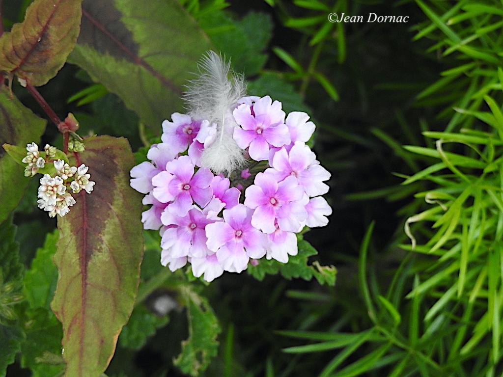 JeanDornac's tweet photo. Jolies et tendres fleurs de verveine rigide... #jolies #tendres #fleurs #verveine #rigides #quai #Aiguillon #Lannion #CôteArmor #Bretagne #France https://t.co/voTraDOWoA