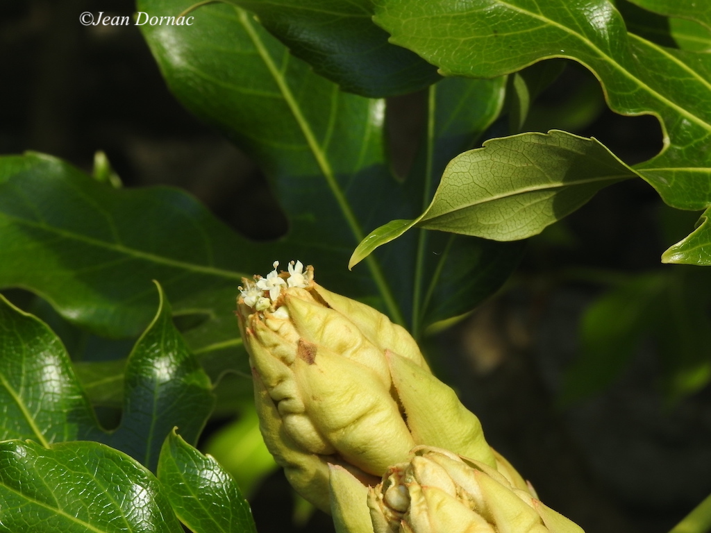 JeanDornac's tweet photo. Gros bouton d’Aralie d’intérieur de la famille des Fatsia. Souvent ces boutons ont des formes semblables à des visages humains... #bouton #aralie #fatsia #semblables #visages #humains #parc #médiathèque #Lannion #CôteArmor #Bretagne #France https://t.co/aszglFVWZP