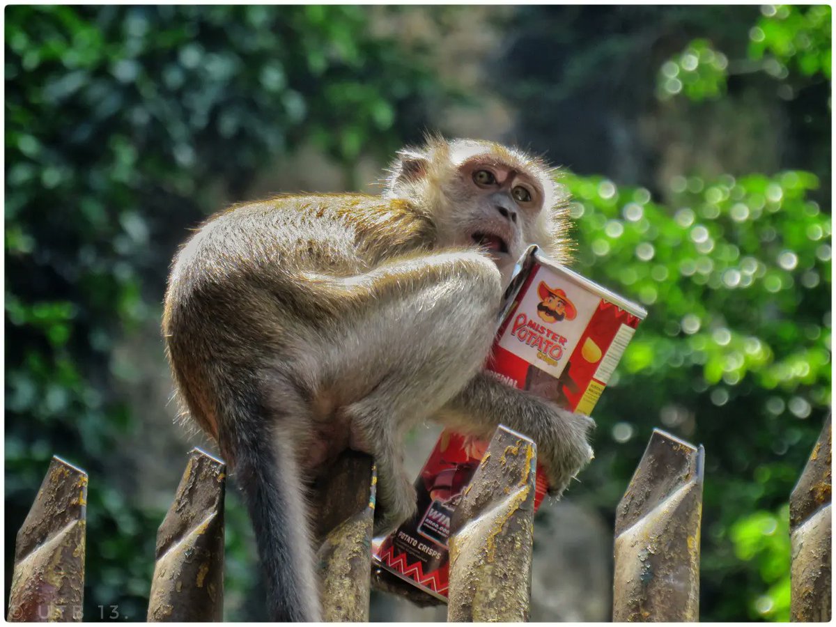 utb_xiii's tweet photo. #Man, #TheWise may well be an #Oxymoron... 😅

📍Long-tailed #Macaques at #BatuCaves, #KualaLumpur 🇲🇾 https://t.co/vOReXiRqLN