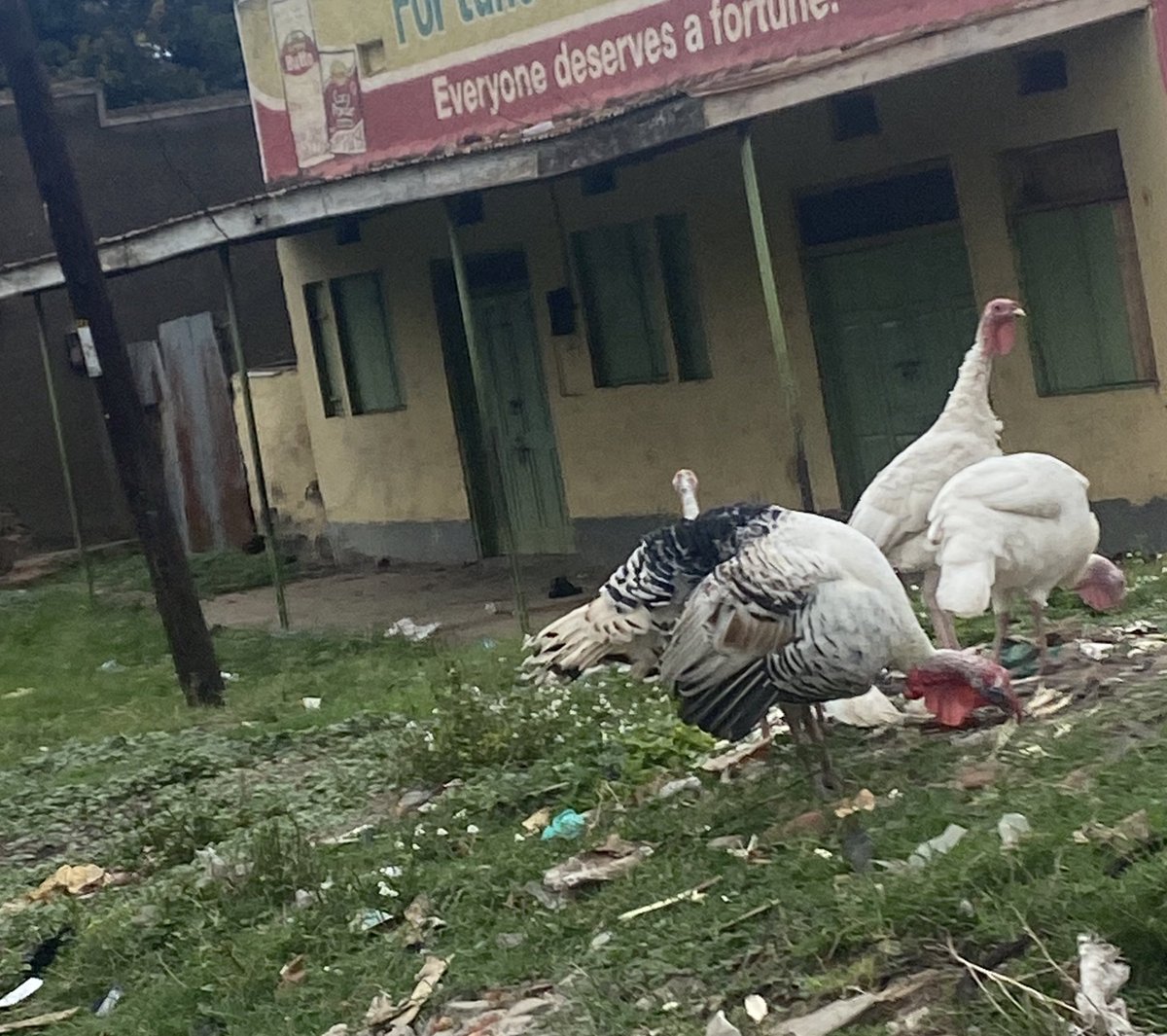 What happened to these things!???
They no longer chase people.