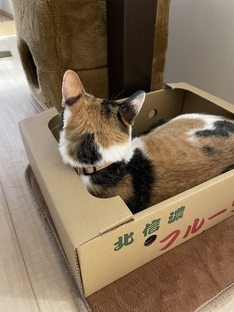 _mi_ke_no_ko's tweet photo. 寒くなってきたので、ホットカーペットとお気に入りの段ボールを召喚したところ、うっとり顔を写真におさめることが出来ました！ https://t.co/Ks0Mmo85gP