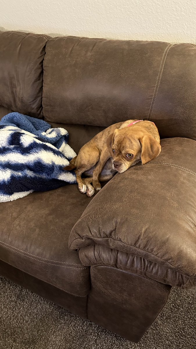 kalawrence9's tweet photo. She struggled but made it through #PAC12AfterDark. 

#puggle #puppy #USC #AZvsUSC https://t.co/T5kcgqI3YV