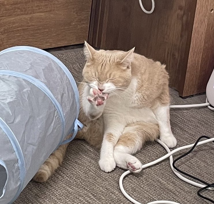 진짜 그루밍 시원해 보이네;;