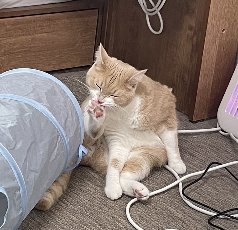 sal_goo_'s tweet photo. 진짜 그루밍 시원해 보이네;; https://t.co/9yliehxII6