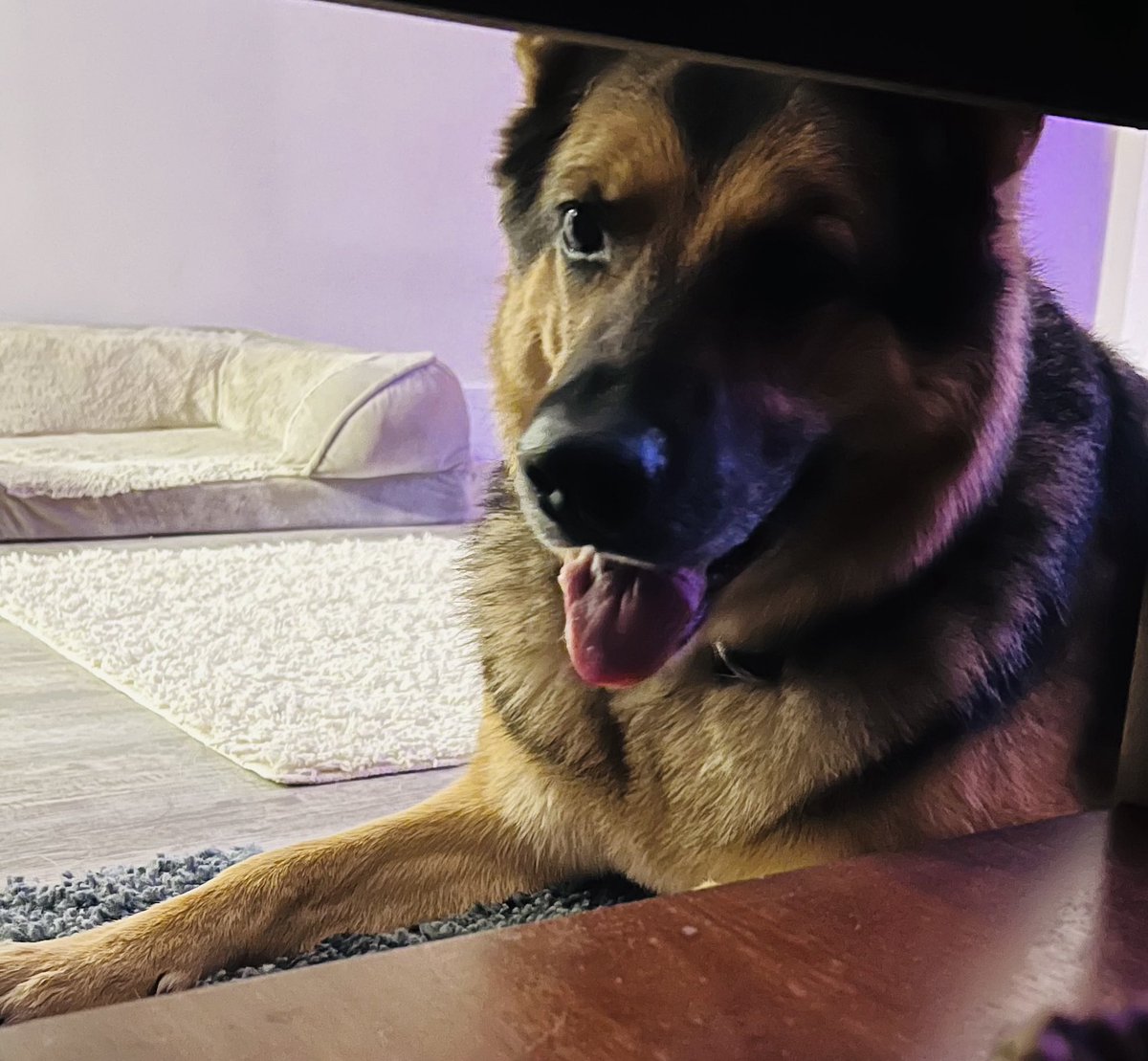 k9danka's tweet photo. #k9danka #k9 #gsd #pointyears #k9partner #k9team #workingdog πΎπΎπβ€οΈ #mamasgirl #detectiondog #narcodog #sablegsd #k9sofinstagram #femalek9handler #femalepoliceofficer mom has a new passion for #schutzen and Iβm tiredπΎπΎπβ€οΈ https://t.co/NWp54FQuPd