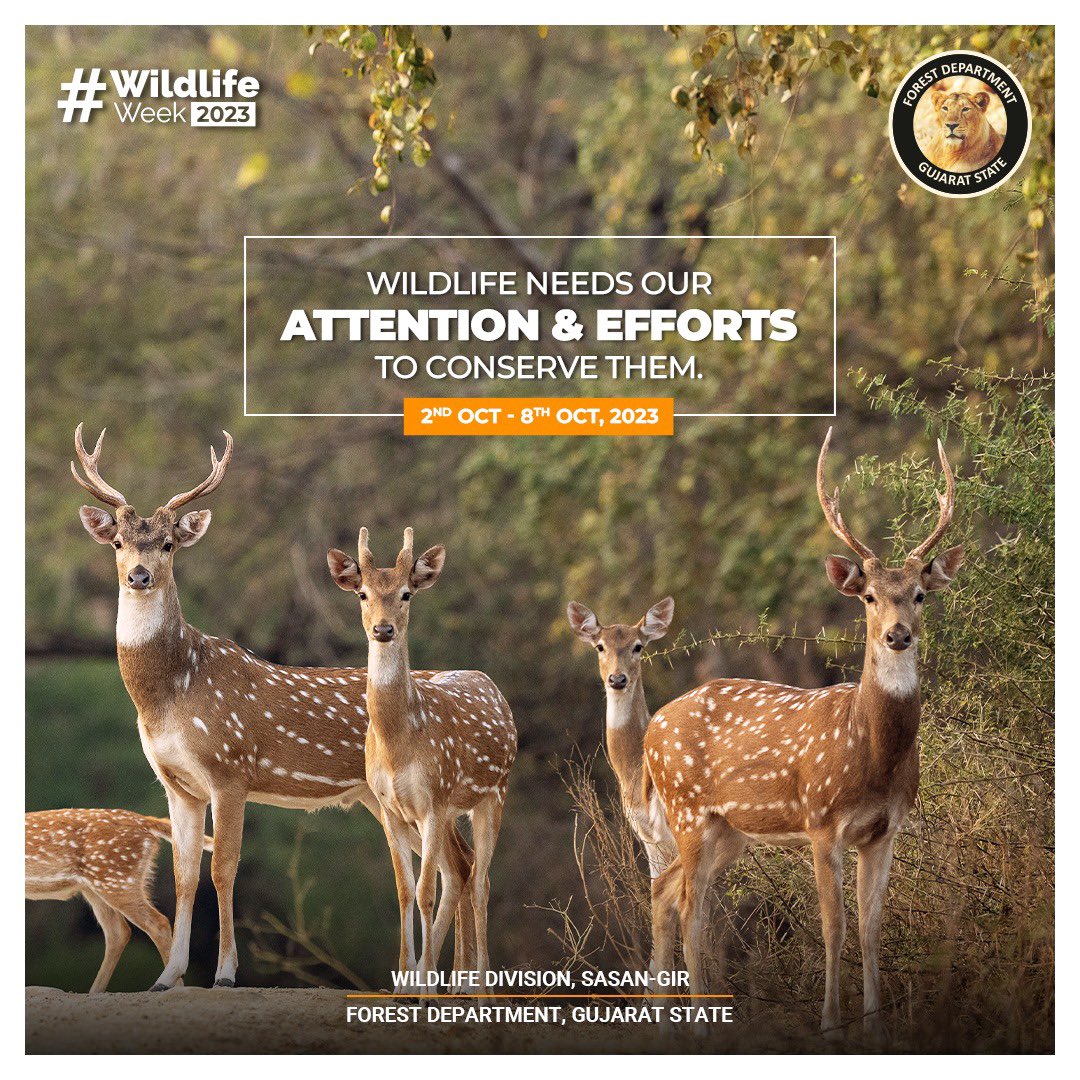 #WildlifeWeek2023 #Gir #AsiaticLion #Conservation @PccfWildlife @HoffPccf @CMOGuj @moefcc