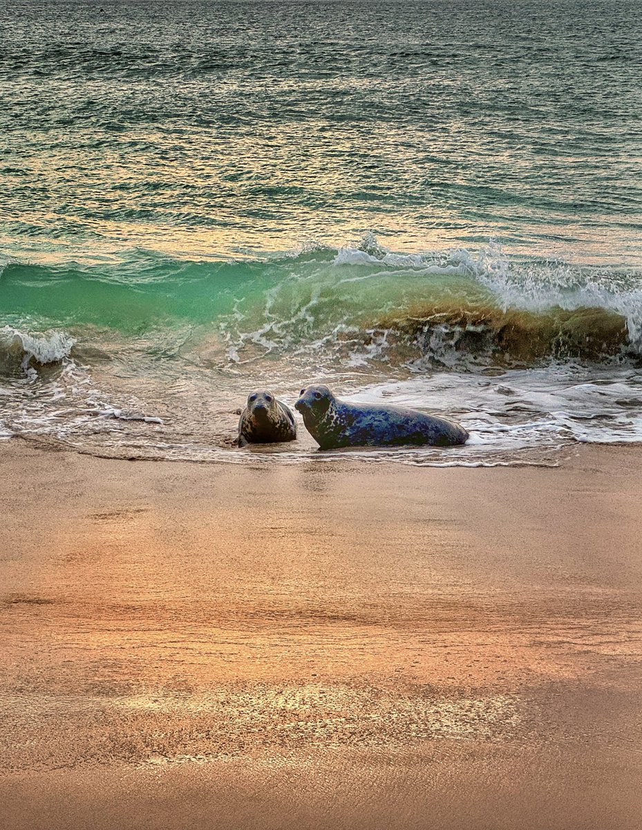 Seals at sunrise.
#cornwall #kernow #lovecornwall #uk #explorecornwall #cornishcoast #sea #ocean #visitcornwall #stives #stivescornwall #marine  #stivesbay #seal #sealife #nature #natural #marinemammals #seaside #greyseal  #sealpup #marinewildlife #beach #sunrise @beauty_cornwall