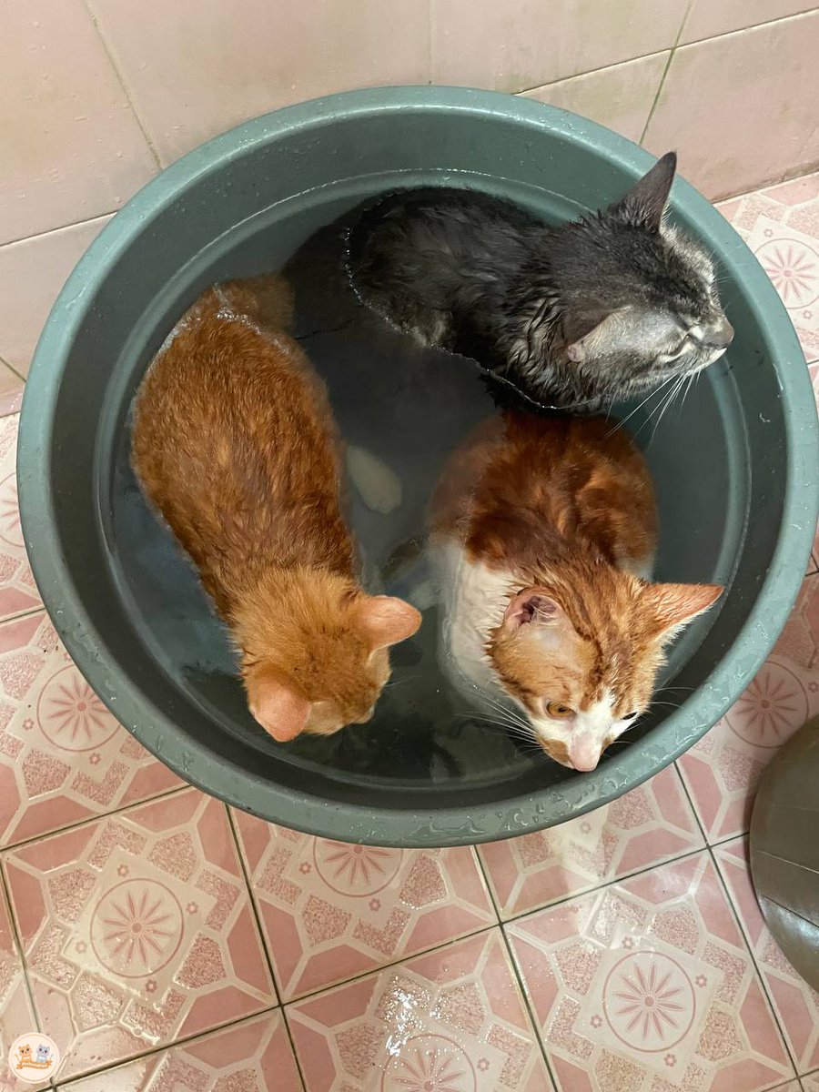 kochengfs's tweet photo. Kcg! Hari minggu waktunya ritual penambah ketampanan!
Wajah majikanku terlihat sangat bahagia sekali bukan? 😾😾😾 https://t.co/lWwvWRXeeU