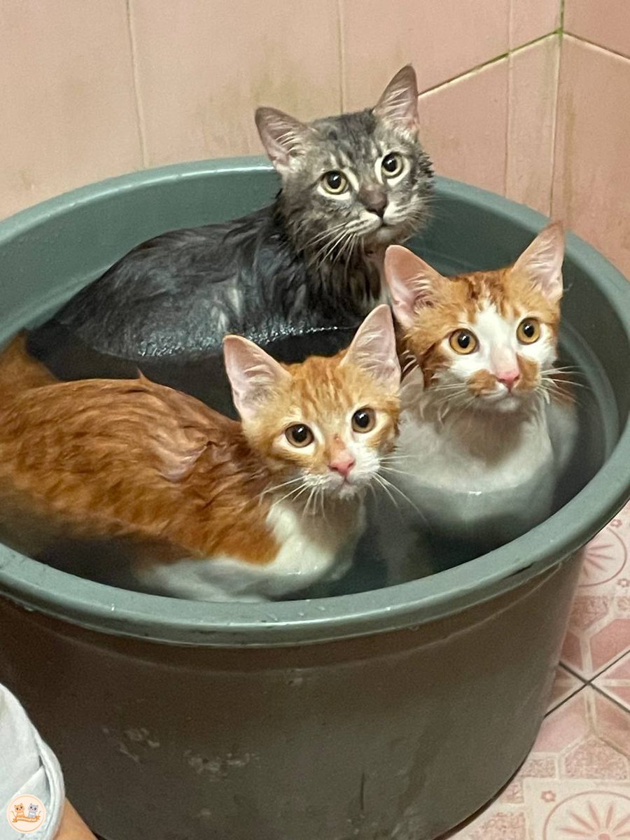 kochengfs's tweet photo. Kcg! Hari minggu waktunya ritual penambah ketampanan!
Wajah majikanku terlihat sangat bahagia sekali bukan? 😾😾😾 https://t.co/lWwvWRXeeU