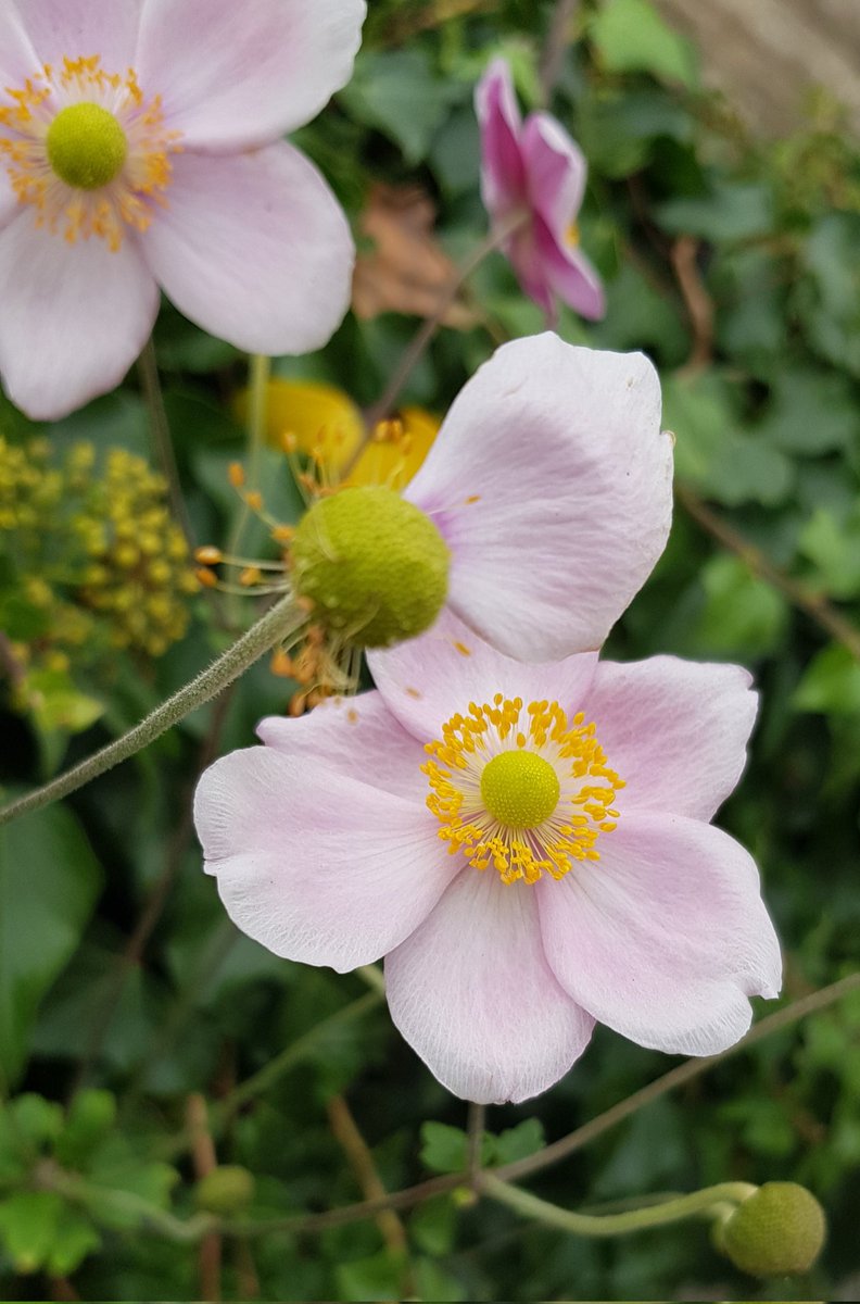 astahebe's tweet photo. One touch of nature makes the whole world kin.
#ShakespeareSunday #HollowCrownFans T&amp;C
October 23 https://t.co/Oaxr55Lc16