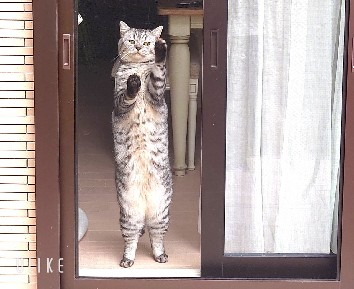 nikogetwell's tweet photo. 僕も立ってるにゃん🤣
もんぺ履いてるみたい https://t.co/Xkv9WisyV3