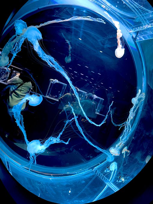 「jellyfish water」 illustration images(Latest)