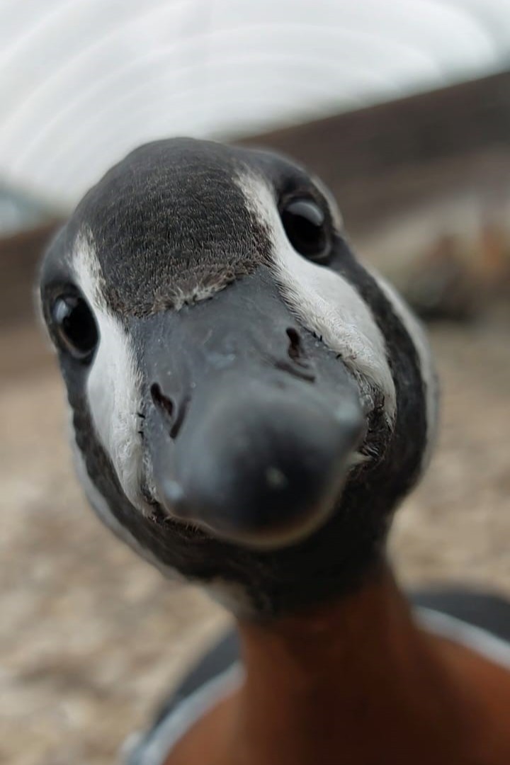 WWT Slimbridge tweet media