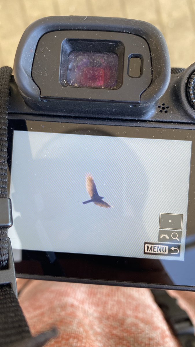 Leucistic Marsh Harrier with <a href="/BatumiRaptors/">Batumi Raptor Count</a> a few days ago!