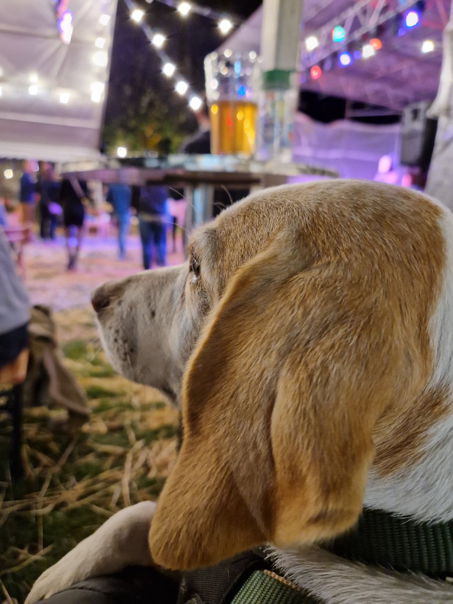 BattyAlison's tweet photo. Bertie having a Slow Sunday after a lively night at the Molesey Beer Festival! #6music #slowsunday  @BBC6Music @themarkrad @StuartMaconie https://t.co/eZrvFd4i2L