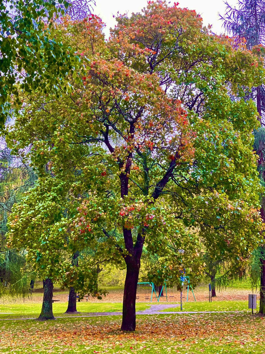 iamMarianna71's tweet image. Good Morning Everyone 💛❤️♥️