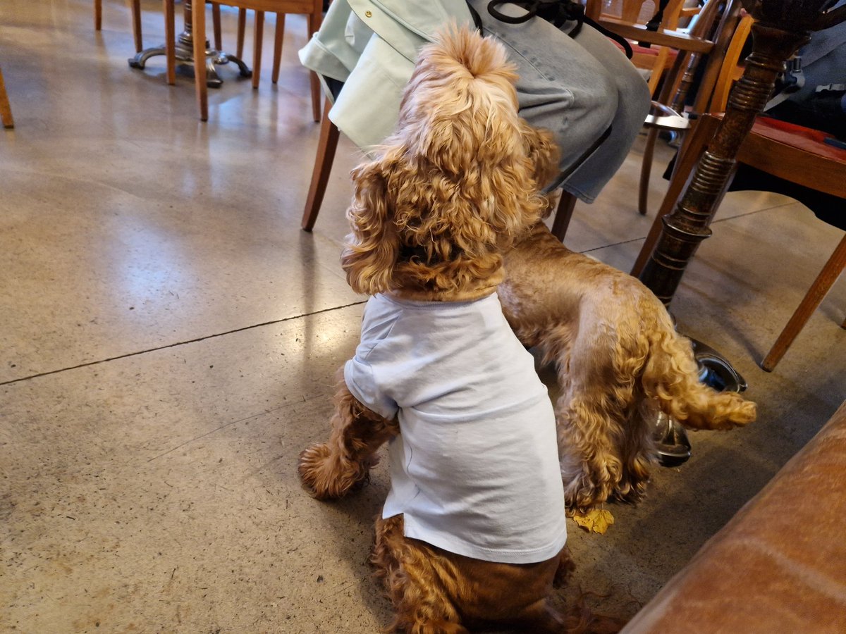 ChristophFreina's tweet image. Kaffeehaushunde #dogcontent