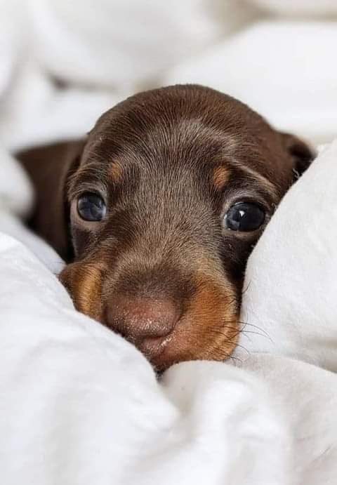 Buona domenica a tutti 🤗🤗❤❤🐶🐾🐕🐈🐶
Fonte foto: web