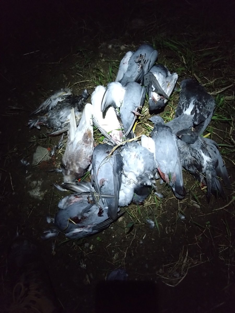 Tommy Dobson tweet media