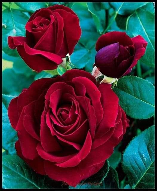 Buongiorno......buona domenica...vi mando un grande abbraccio.....scusatemi sono esausta🥺😔❤️