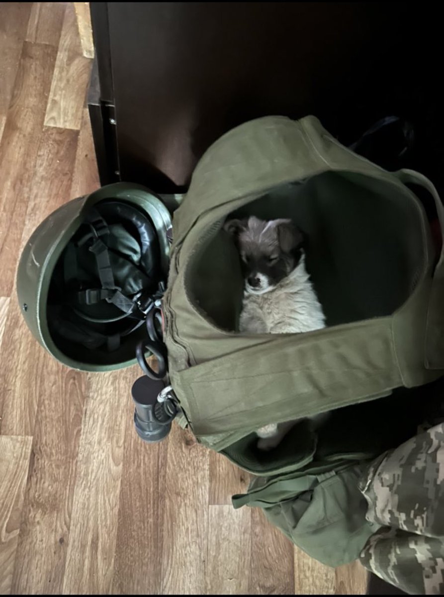 To make your morning a bit better, here is a tactical puppy sleeping inside his owner’s body armour. #UkraineRussiaWar #StandWithUkraine️