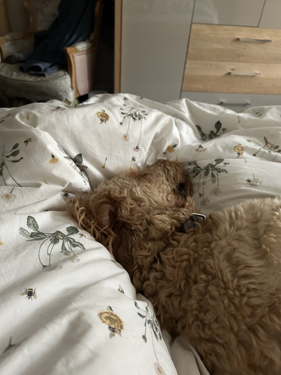 DockingTim's tweet photo. ⁦@BBCRadMac⁩ 
We haven’t decided whether Frank the golden doodle has decided whether it’s slow Sunday but he’s giving subtle hints… https://t.co/UOqNNhZsRW
