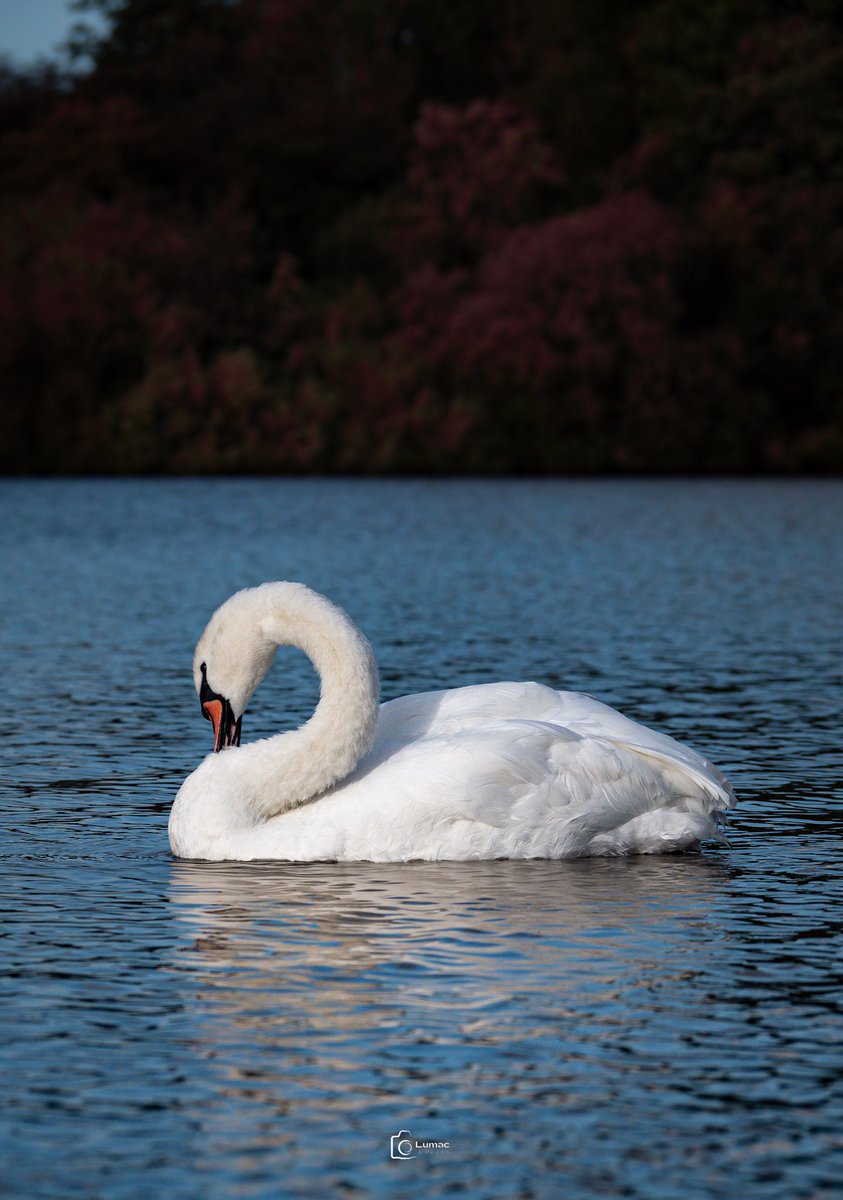 Good morning troops... Have a #Swantastic day 🦢 and ofc one from my collection💜
#Swan #Wildlife #wildlifephotography #WildlifeWeek2023 #BBCWildlifePOTD #BirdsOfTwitter