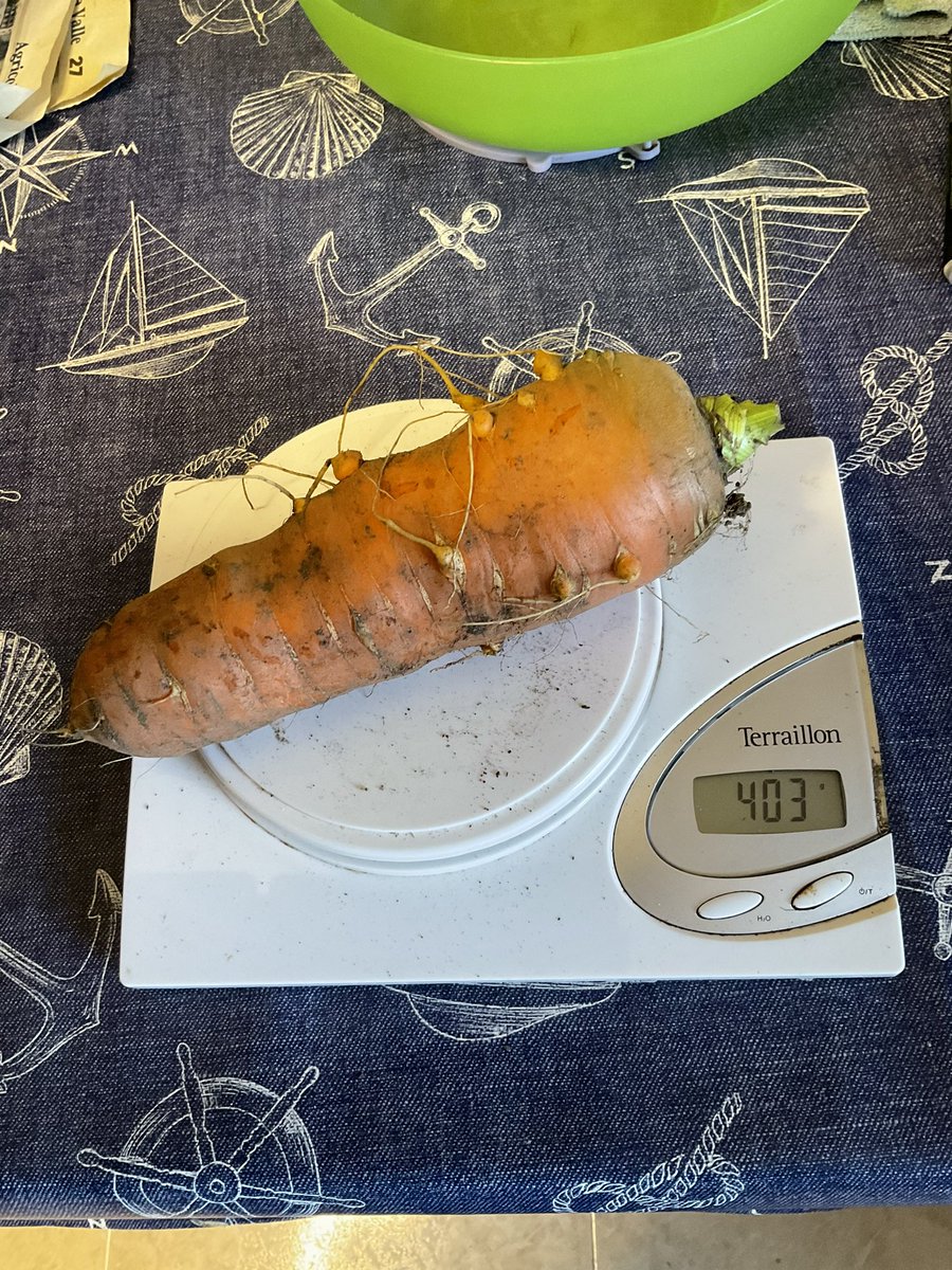 messelod's tweet photo. Carote raccolte! La più grande 400 gr., ma anche le altre si difendono! https://t.co/5EafV4j3Wl