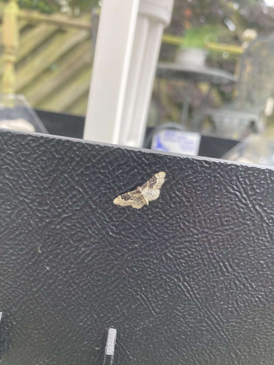 MarkPrina's tweet photo. 6mm long 19mm across ⁦@dku1000⁩ ⁦@ukmoths⁩ https://t.co/WrqE15HK7u