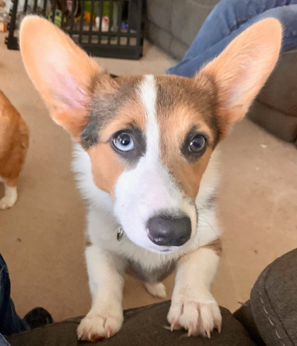 CorgiZowie's tweet image. Cheers to big ears!
#CorgiCrew #Corgi